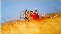 Dengue